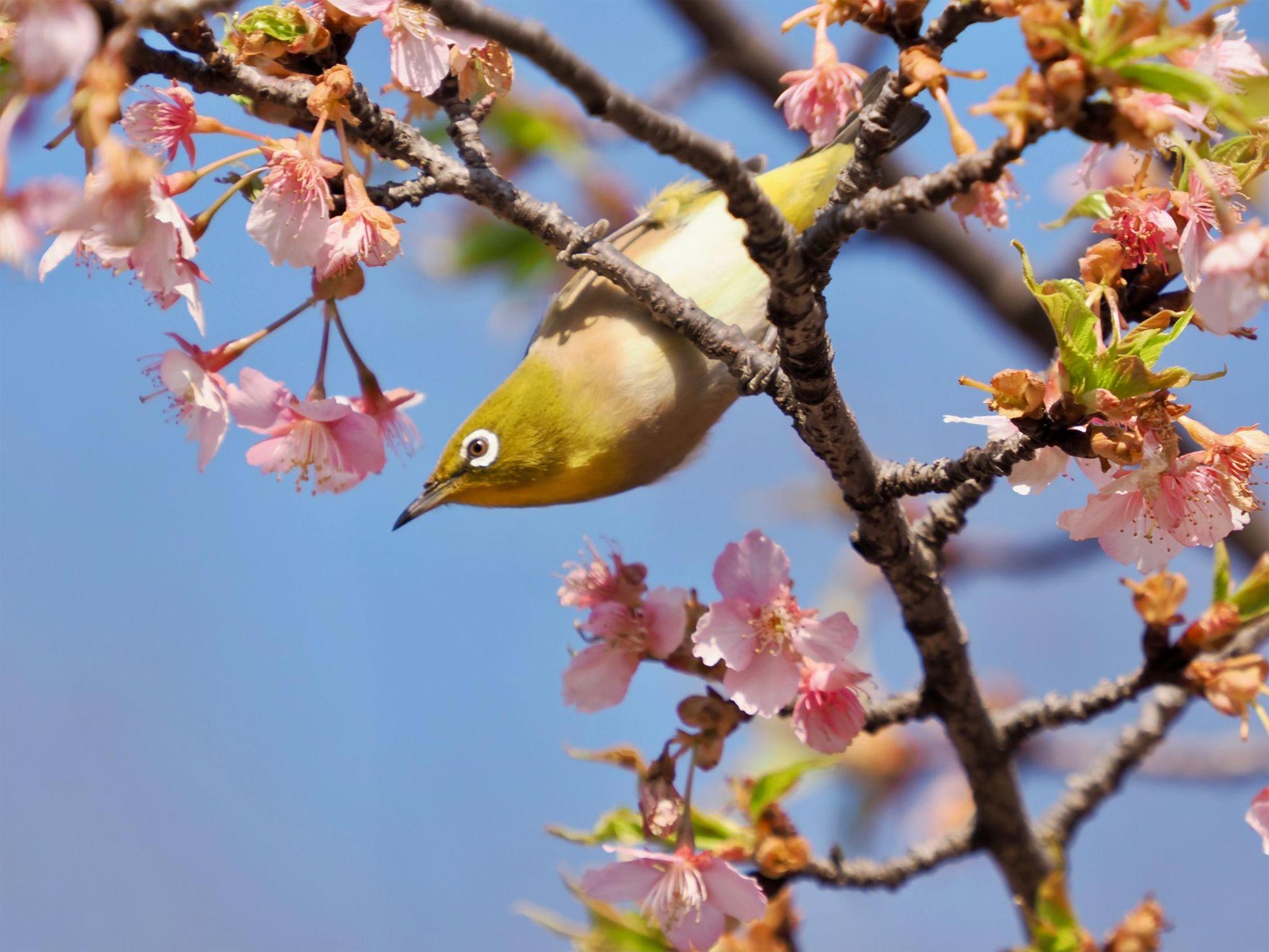 木にとまっているメジロの写真